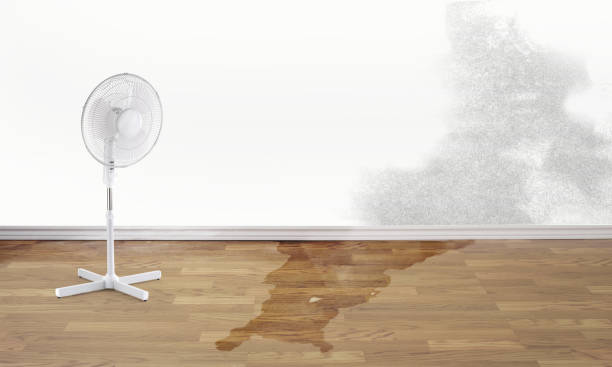 Best Local water damage restoration  in Dane, WI